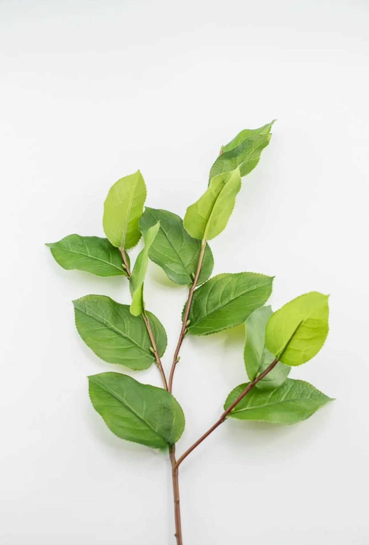 Artificial salal leaf spray 32”