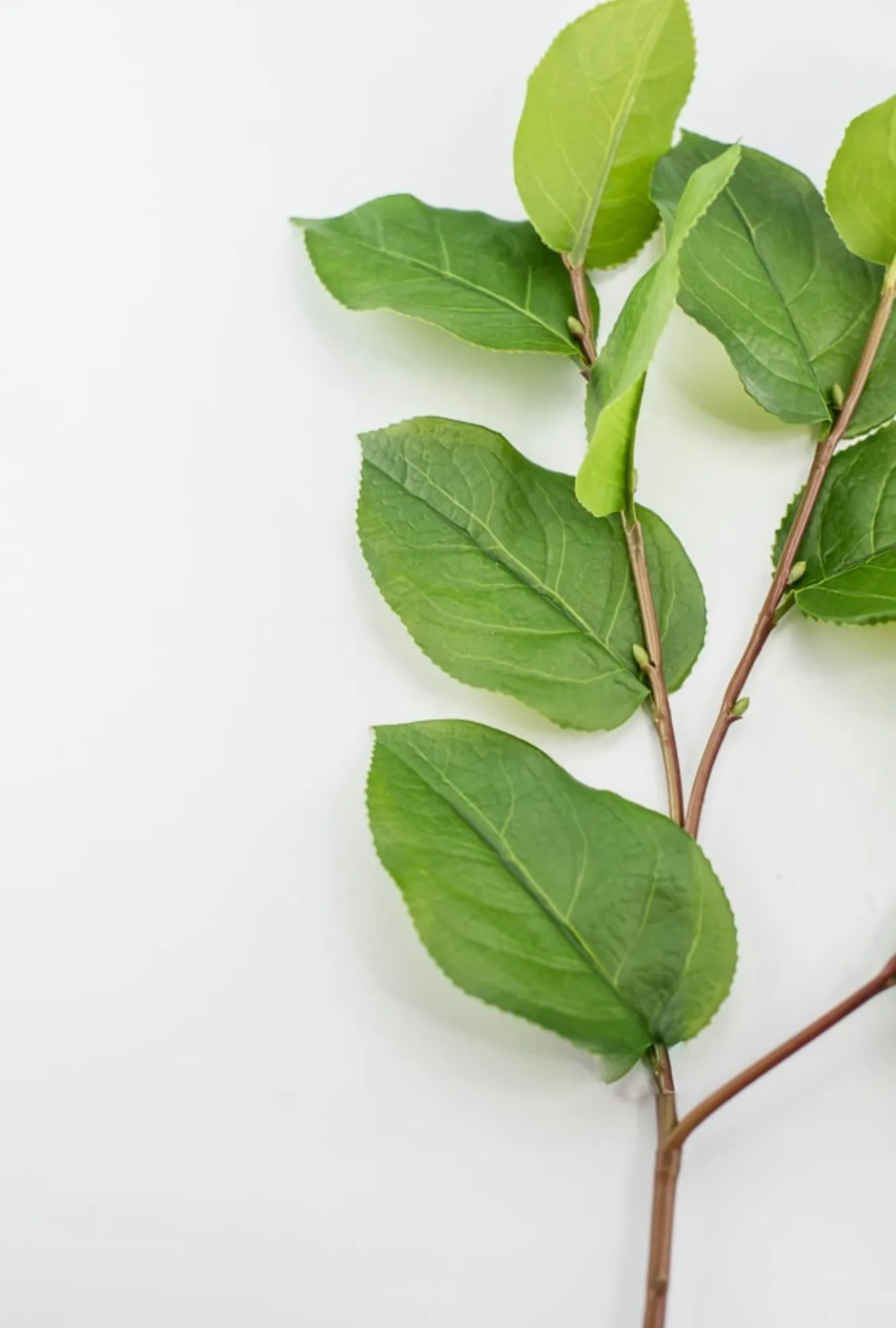 Artificial salal leaf spray 32”