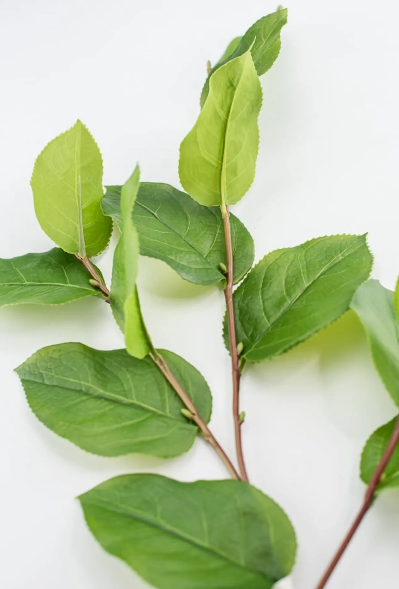 Artificial salal leaf spray 32”