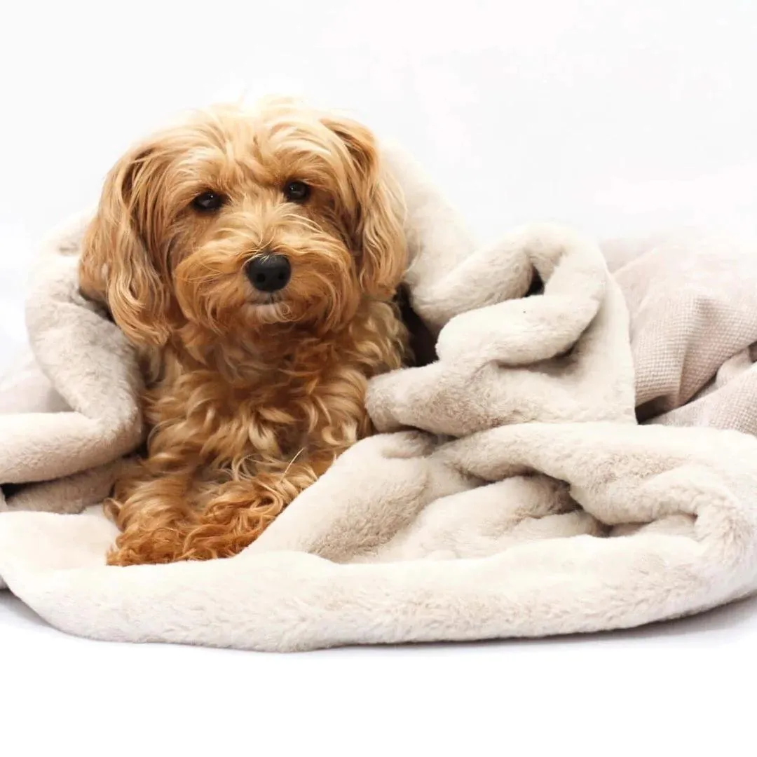 Dog Snuggle Sack in Natural