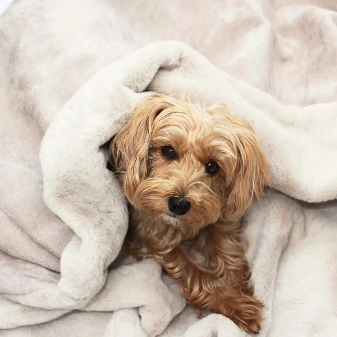 Dog Snuggle Sack in Natural